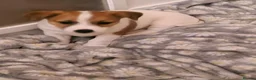 Jack Russell dogs for sale: Pedigree Jack Russell Terrier  in Filey - Advert 7