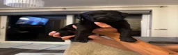 Labrador Retriever dogs for sale: KC registered Labrador puppies in Pontypool - Advert 2