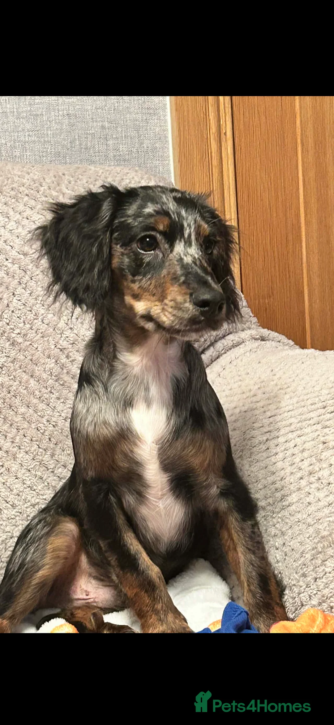 English Springer Spaniel dogs for sale: Handsome Alf  - Advert 2