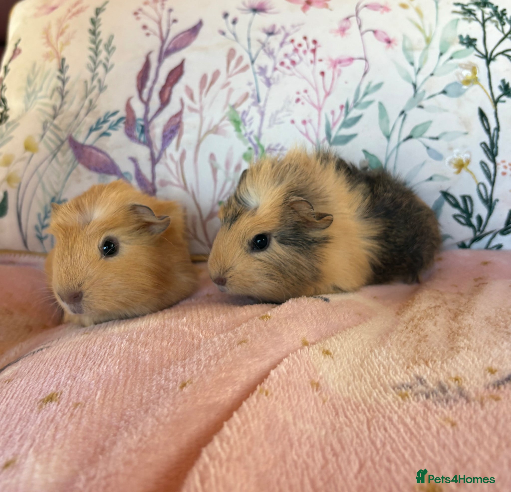 Guinea Pig rodents Beautiful baby Guinea pigs  - Advert 1