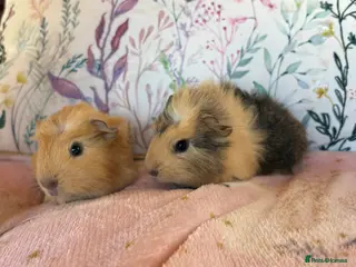 Guinea Pig rodents Beautiful baby Guinea pigs - Advert 2