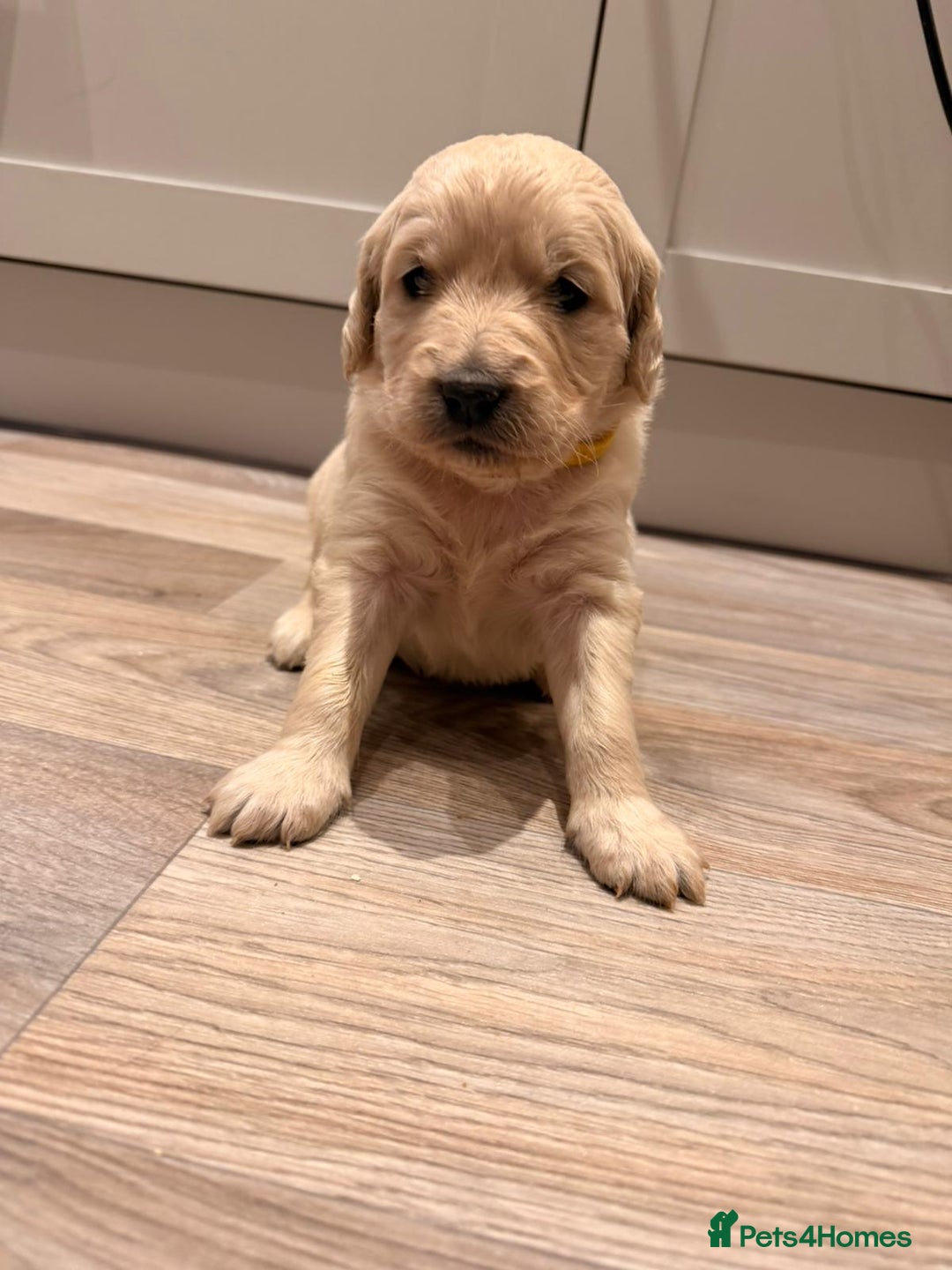 Goldendoodle dogs for sale: Golden doodle puppies  - Advert 13