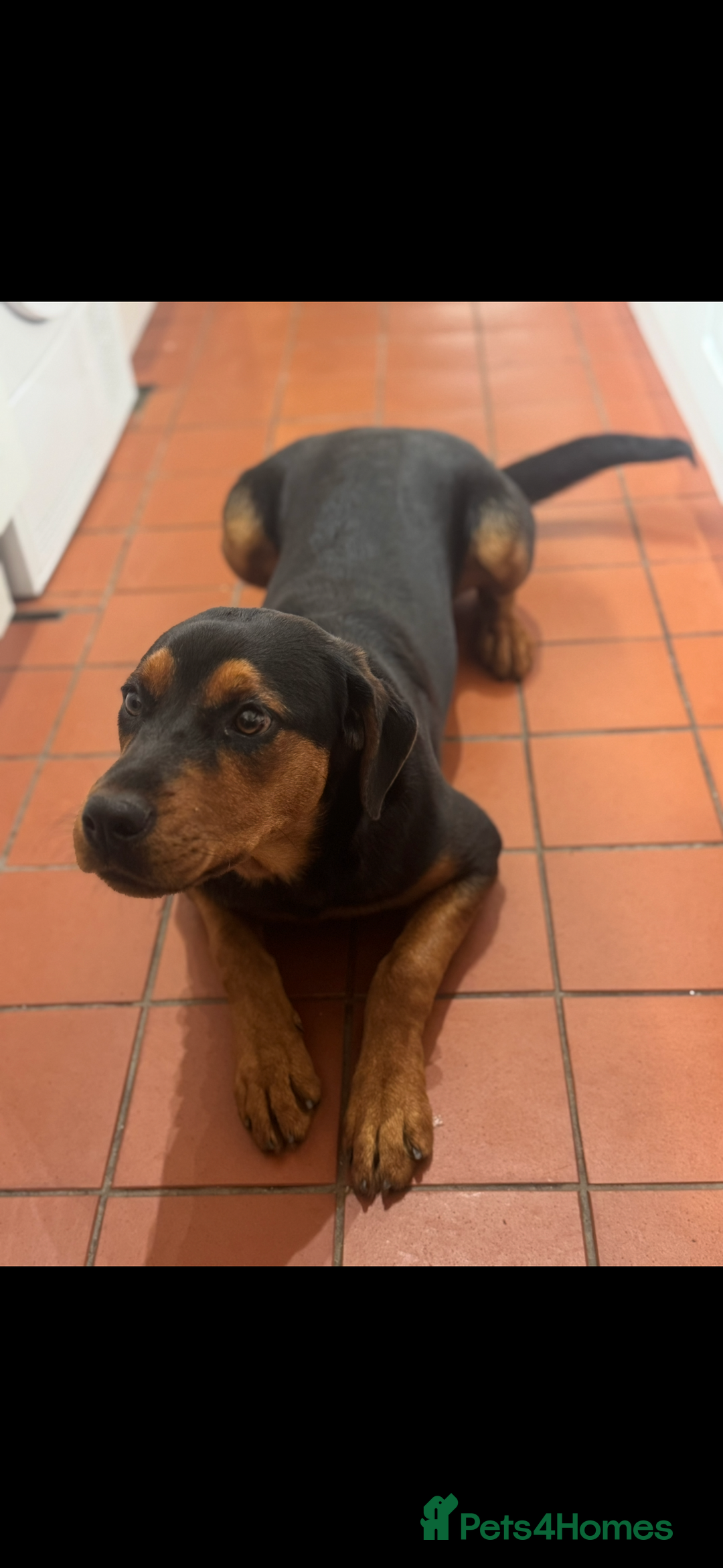 Rottweiler dogs for sale: 9 month old female Rottweiler  - Advert 4