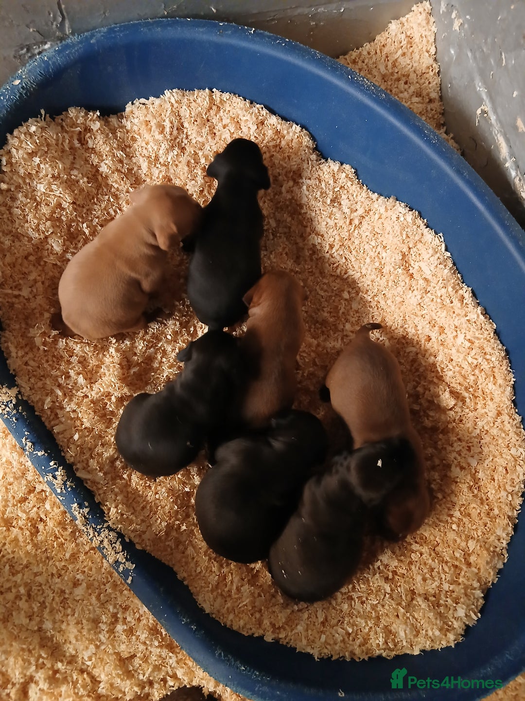 Patterdale Terrier dogs for sale: Patterdale terrier pups  - Image 4