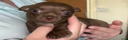 Chihuahua dogs for sale: Mrs McNally  - Advert 13