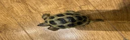Tortoise reptiles for sale: Horsfield tortoise for sale.  in Dagenham - Advert 3