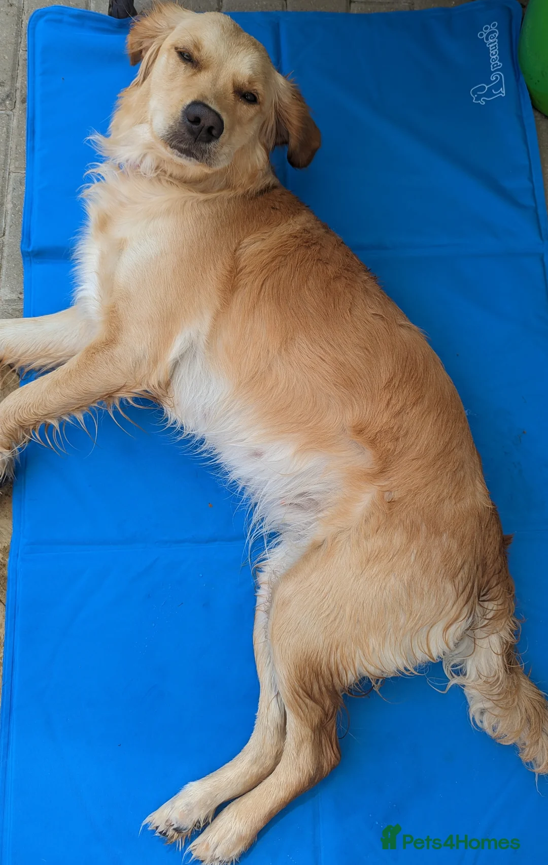 Golden Retriever dogs for sale: Kennel Club Registered Golden Retriever Puppies  - Advert 7