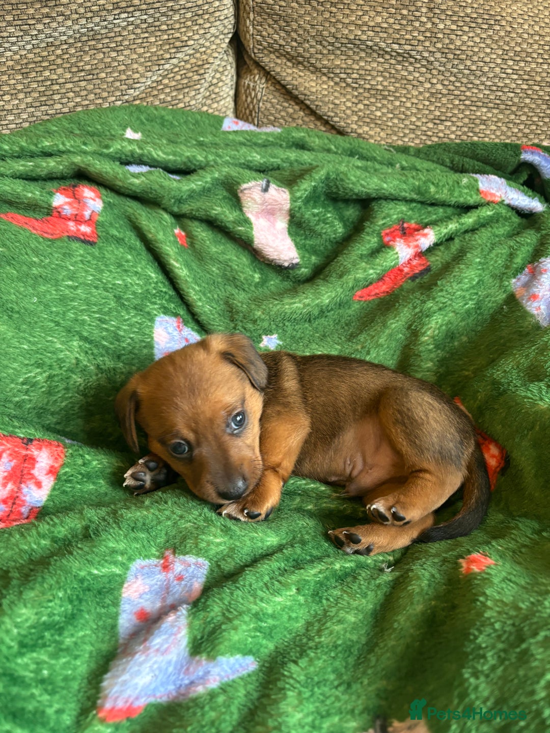 Miniature Dachshund dogs for sale: Dachshund x Jack Russell puppies (Jackshund) - Image 7