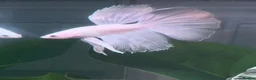 Bettas fish for sale: Betta Fish Sale!! - Advert 9