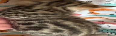 Bengal Kitten 4
