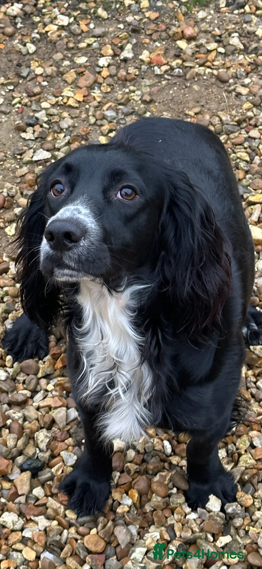 Cocker Spaniel dogs for sale: Young Working Cocker spaniel  - Advert 2