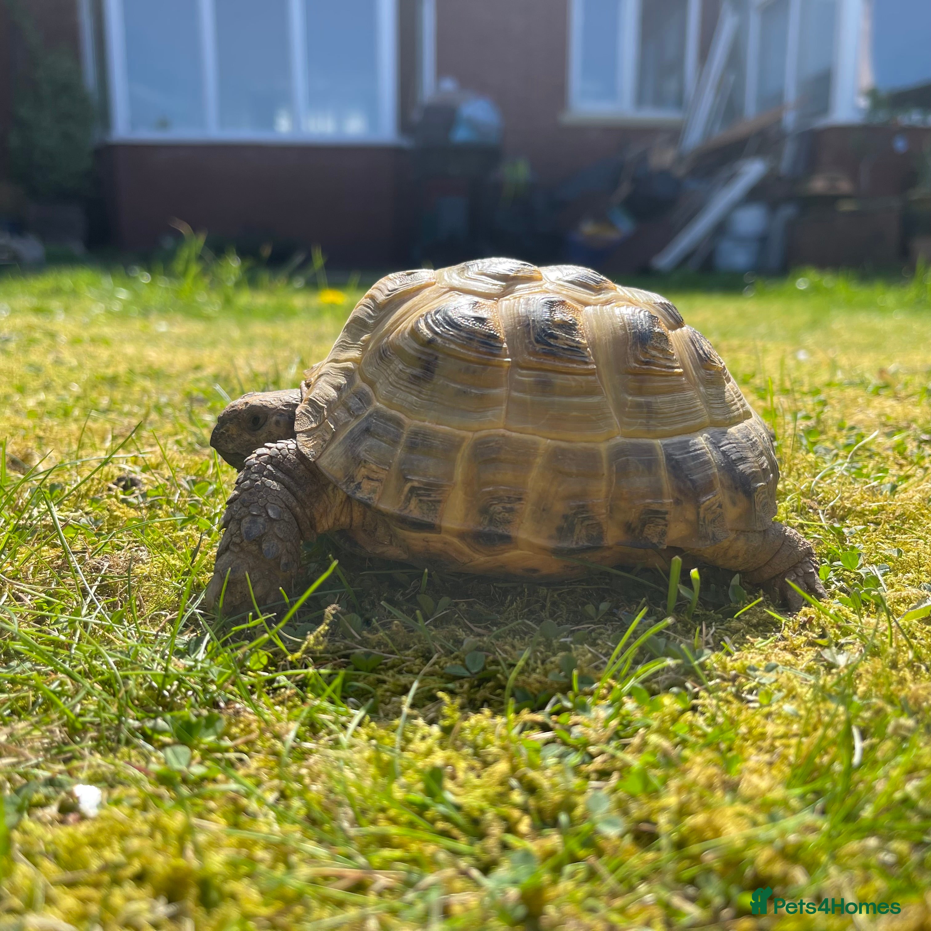 Tortoise reptiles Horsefield tortoise & set up  - Advert 13