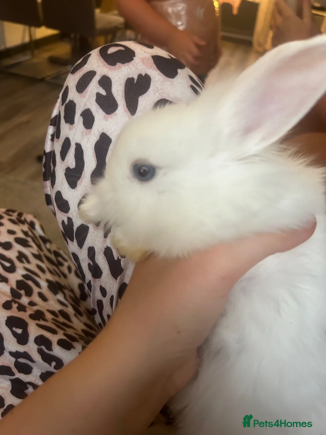 Mixed Breed rabbits for sale: Beautiful white rabbits with blue eyes in Newport - Advert 5