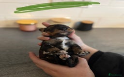 Bordoodle dogs for sale: miniature boarderdoodle  - Image 9