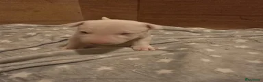 Miniature Bull terrier 1