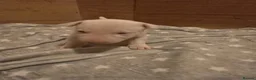 Miniature Bull terrier dogs for sale: White Miniature Bullterrier  - Advert 4