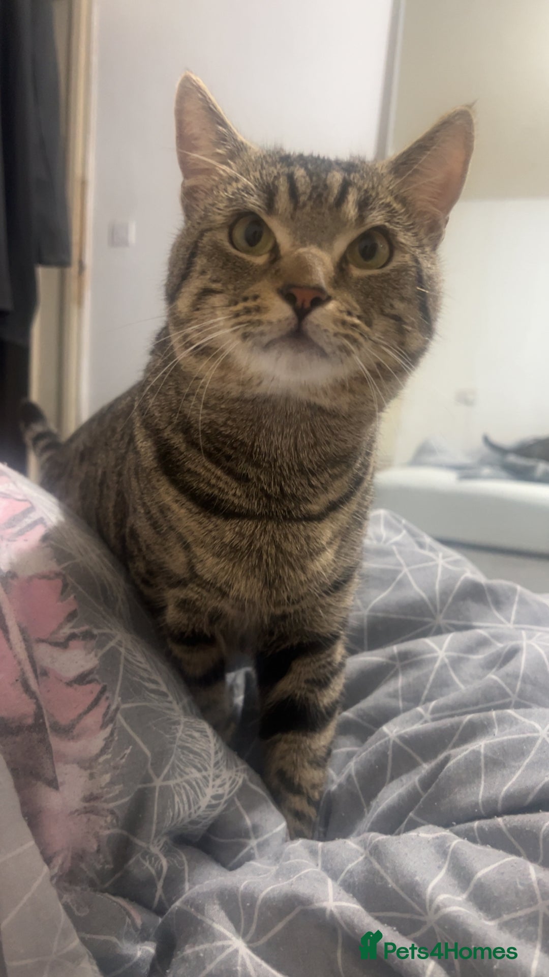 Domestic Shorthair cats for sale: MALE FOR FREE - Advert 5