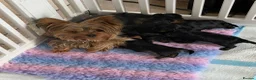 Yorkshire Terrier dogs for sale: Small Miniature Yorkshire Terrier Puppies - Advert 2