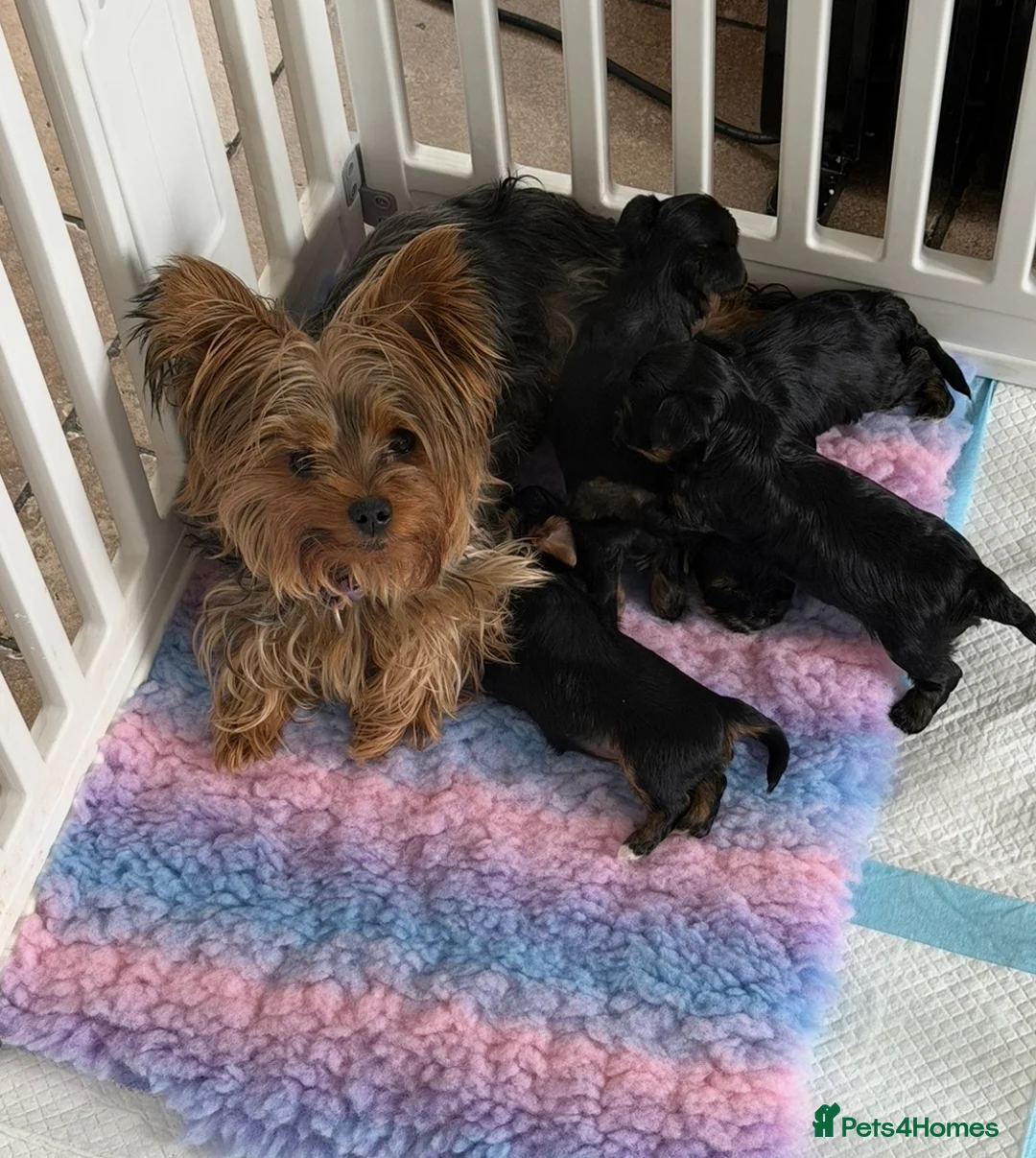 Yorkshire Terrier dogs for sale: Small Miniature Yorkshire Terrier Puppies - Advert 2