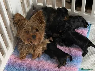 Yorkshire Terrier dogs Small Mini Yorkshire Terrier Puppies - Advert 12