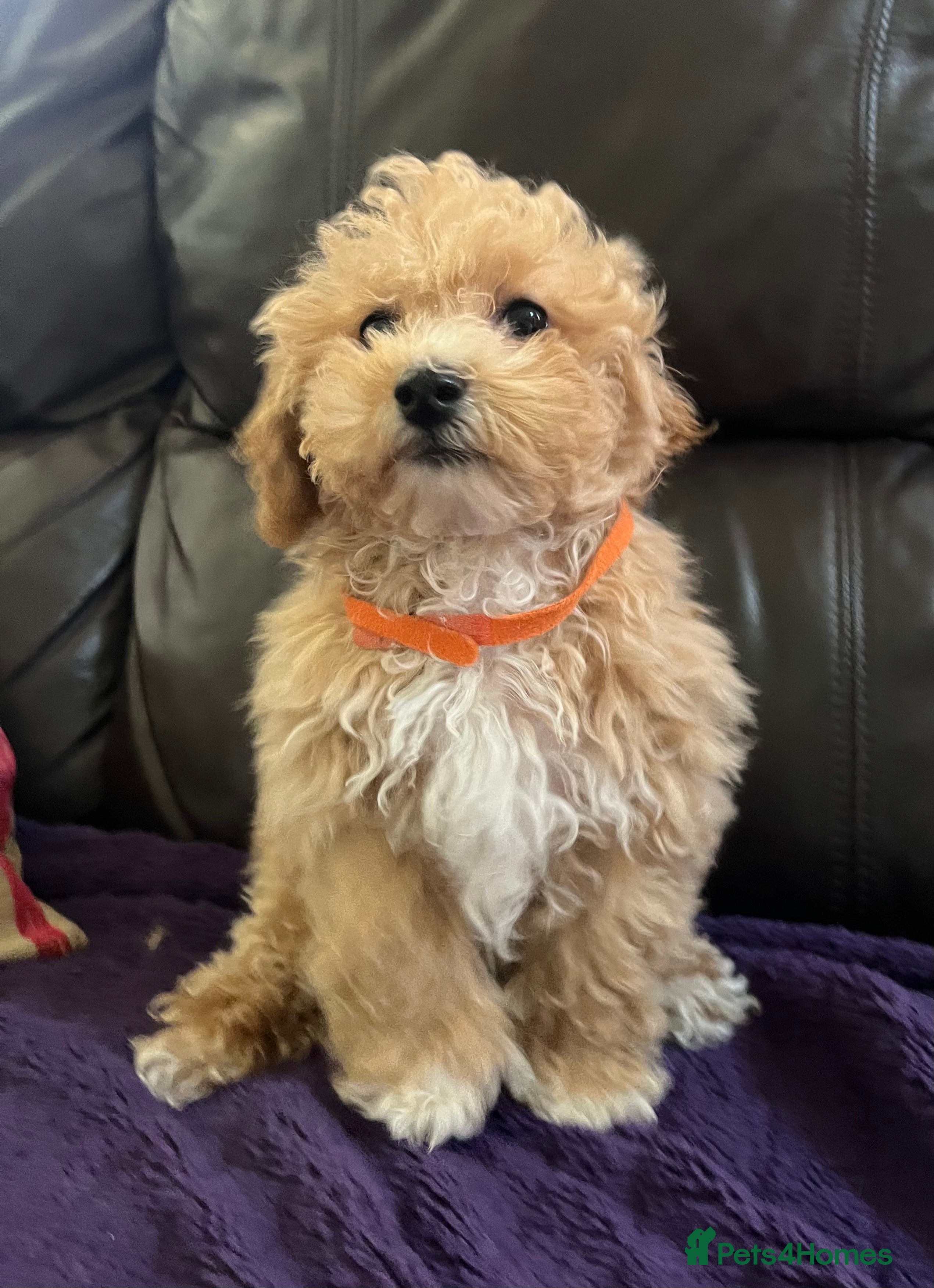 Poochon dogs Poochon puppies  - Advert 4