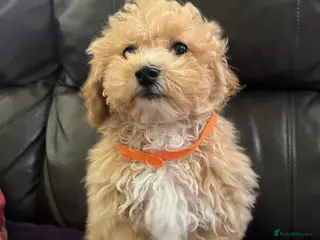 Poochon dogs Poochon puppies - Advert 4