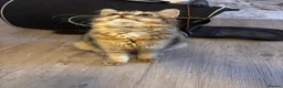 Mixed Breed cats for sale: URGENT GIRL NEED GOOD REHOMING in Bromley - Advert 8