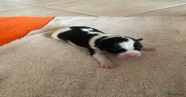 Jack Russell dogs - Advert 2