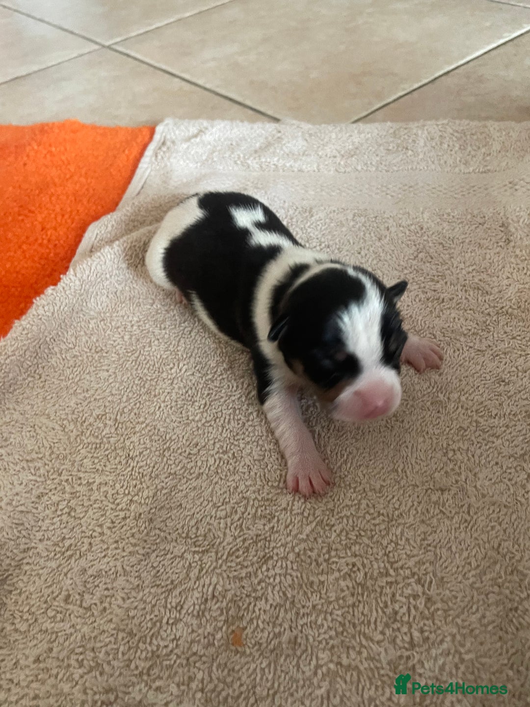 Jack Russell dogs for sale: Jack Russel puppys  - Image 3