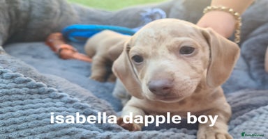 Miniature Dachshund dogs - Advert 2