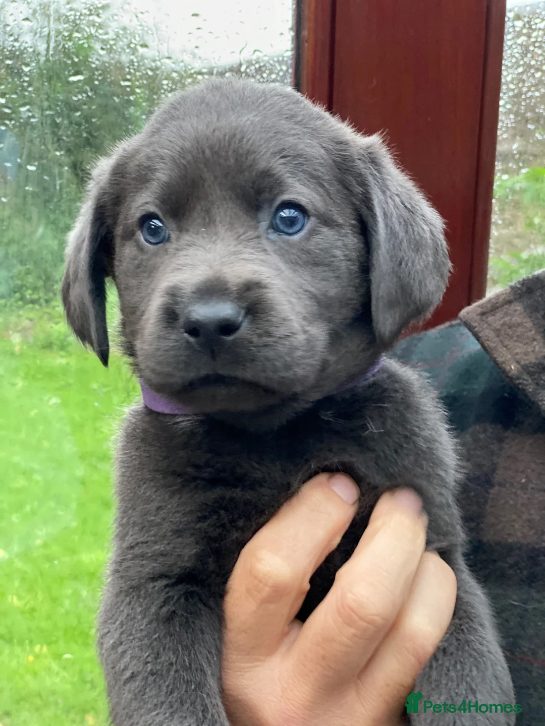 Labrador Retriever dogs for sale: 5 ⭐️ Licensed- Silver & Charcoal KC reg Labradors  - Advert 12