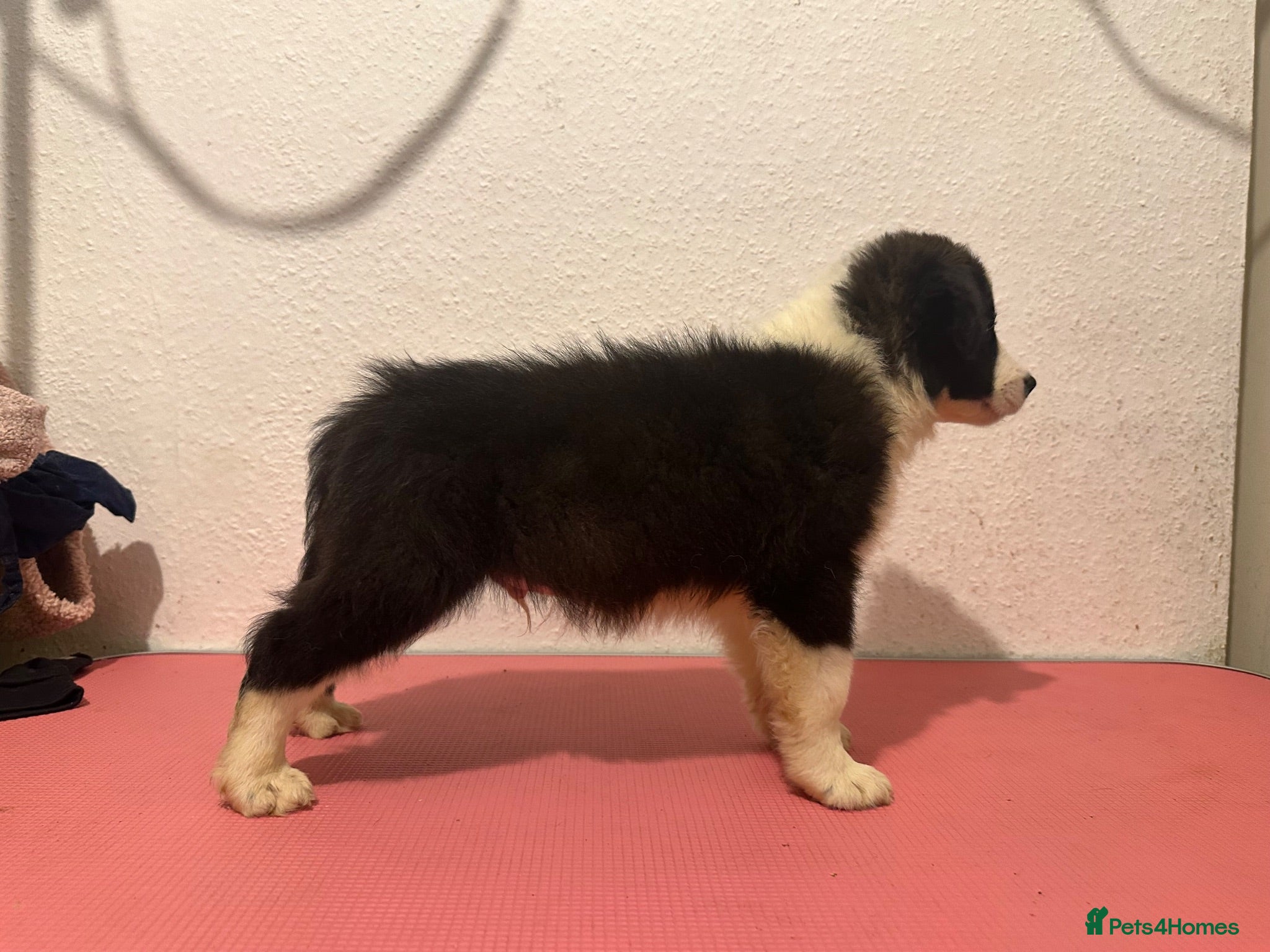 Border Collie dogs Health Tested, KC reg boy ready to go! - Advert 2