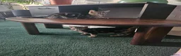 American Shorthair cats for sale: American Shorthair kittens - Advert 4