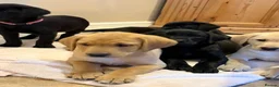 Labrador Retriever dogs for sale: Exceptional KC Reg Labrador puppies  - Advert 3