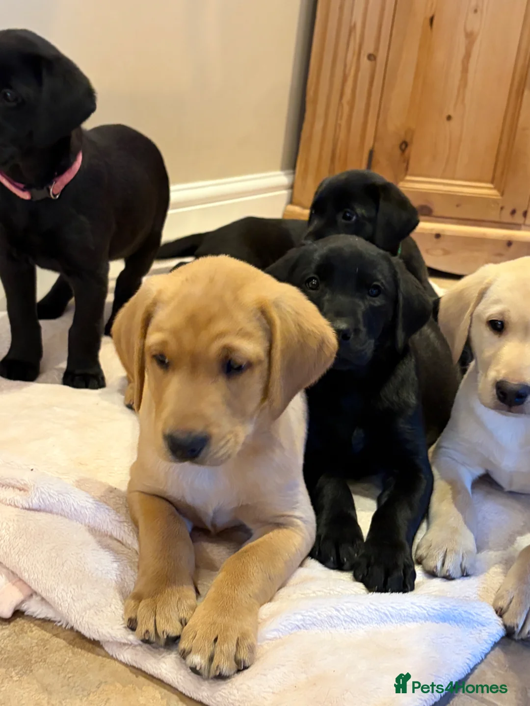 Labrador Retriever dogs for sale: Exceptional KC Reg Labrador puppies  - Advert 2