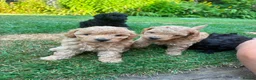 Toy Poodle dogs for sale: Stunning litter of Toy Poodles  - Advert 18