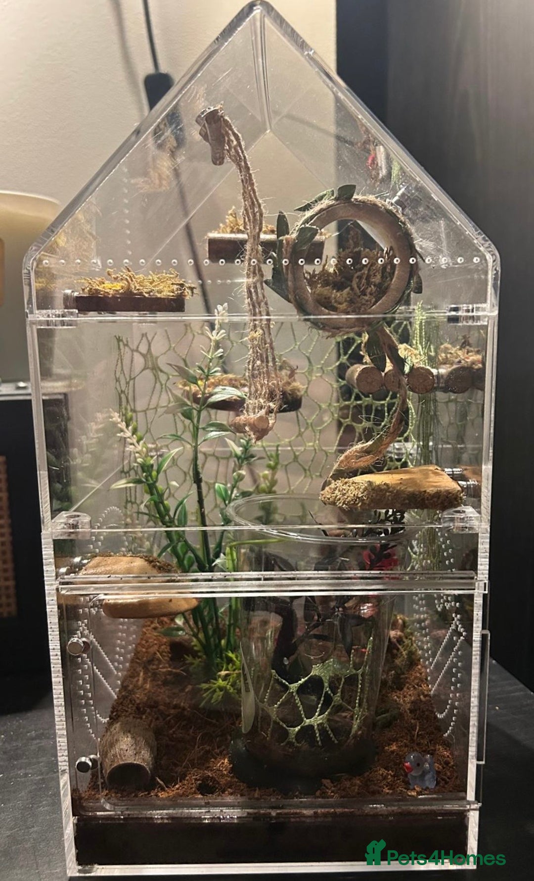 Spiders invertebrates for sale: Female Jumping Spider & Enclosure  - Advert 3