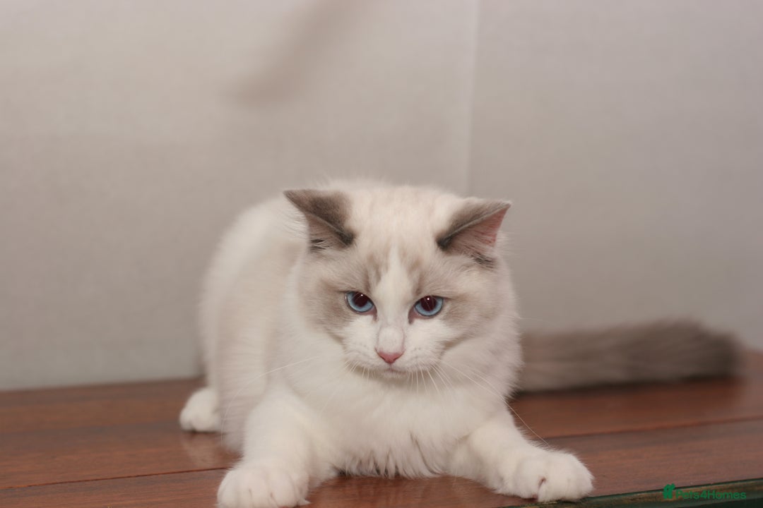 Ragdoll cats for sale: Last 1 Ragdoll kittens TICA registered boy - Advert 26