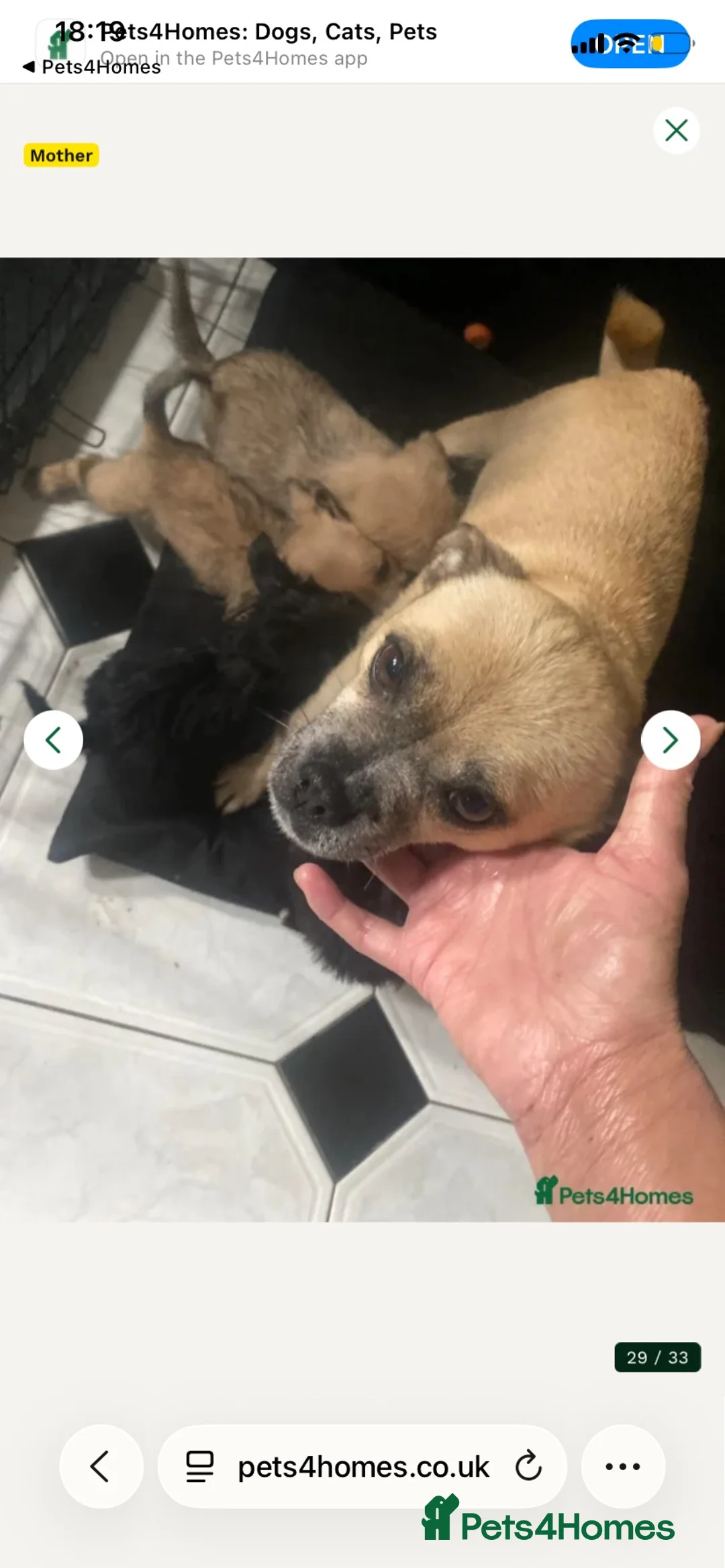 Jug dogs for sale: Just 2 stunning bundles of joy left 🐶 - Advert 8