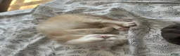 British Longhair cats for sale: Beautiful British Longhair Boys!! in Slough - Advert 8