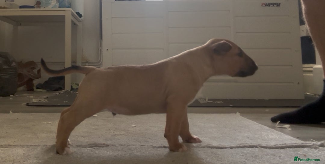 English Bull Terrier dogs for sale: English Bull Terrier Puppy 4 - QUALITY BULL TERRIER PUPPIES ❗️❗️ - Image 1