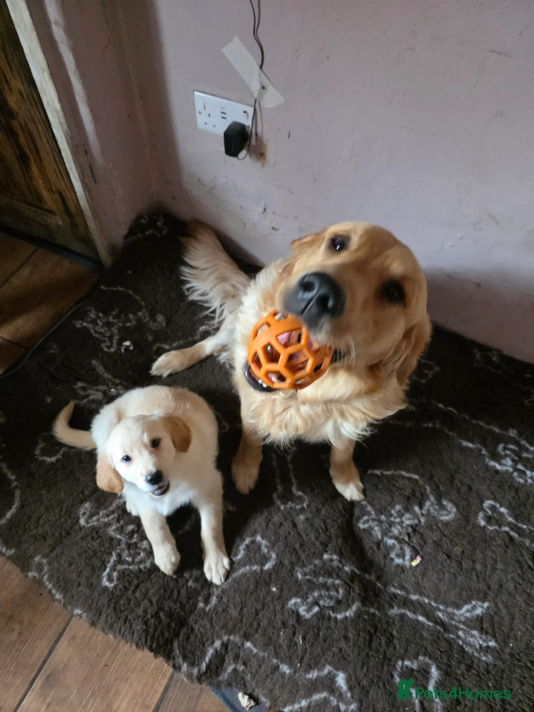 Golden Shepherd dogs for sale: Beautiful girl - Advert 6