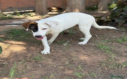 Mixed Breed dogs for sale: Mixed breed - Image 18