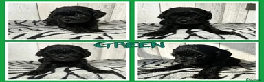 Green Collar