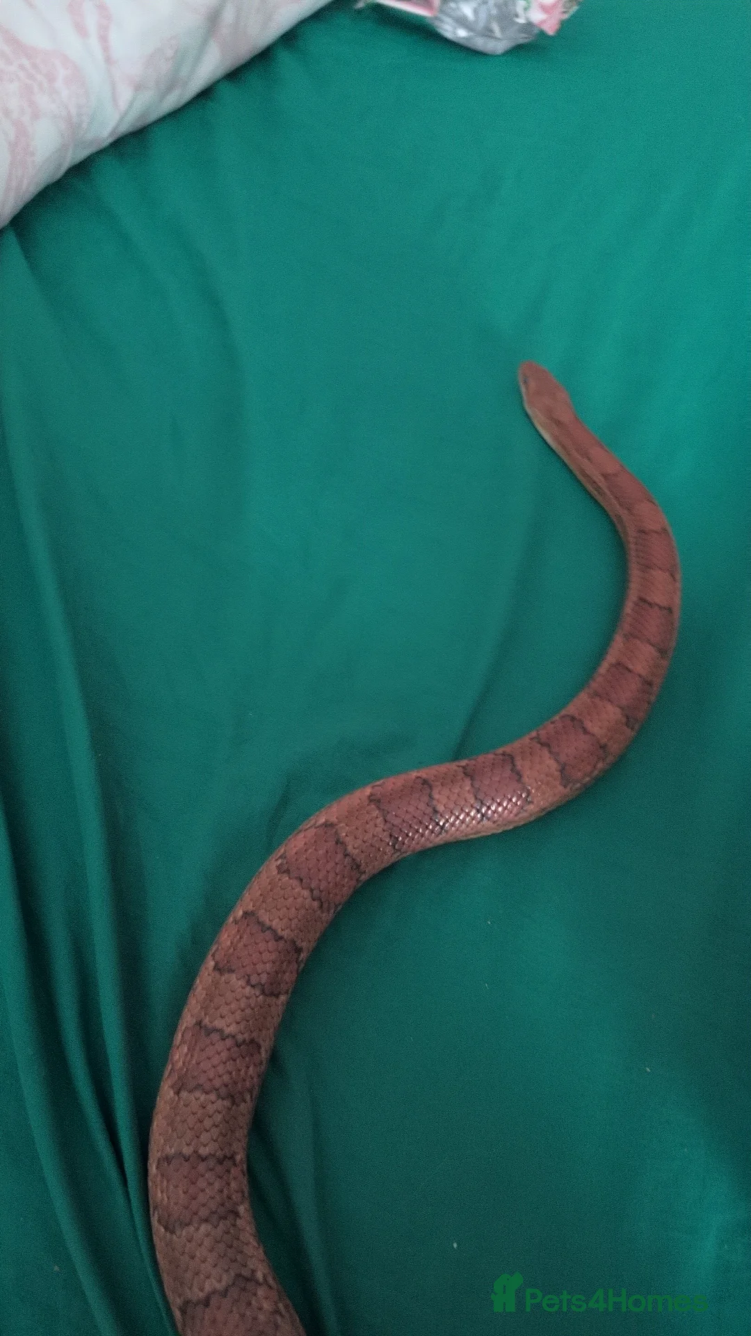 Corn Snake reptiles for sale: Beloved 3-year-old corn snake with full setup  in Dudley - Advert 2