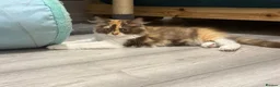 British Longhair cats for sale: Pedigree British Longhair chocolate tortie TICA - Advert 6