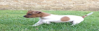 Jack Russell 2