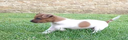 Jack Russell dogs for sale: ⭐ Jack Russell puppies ⭐ - Advert 2