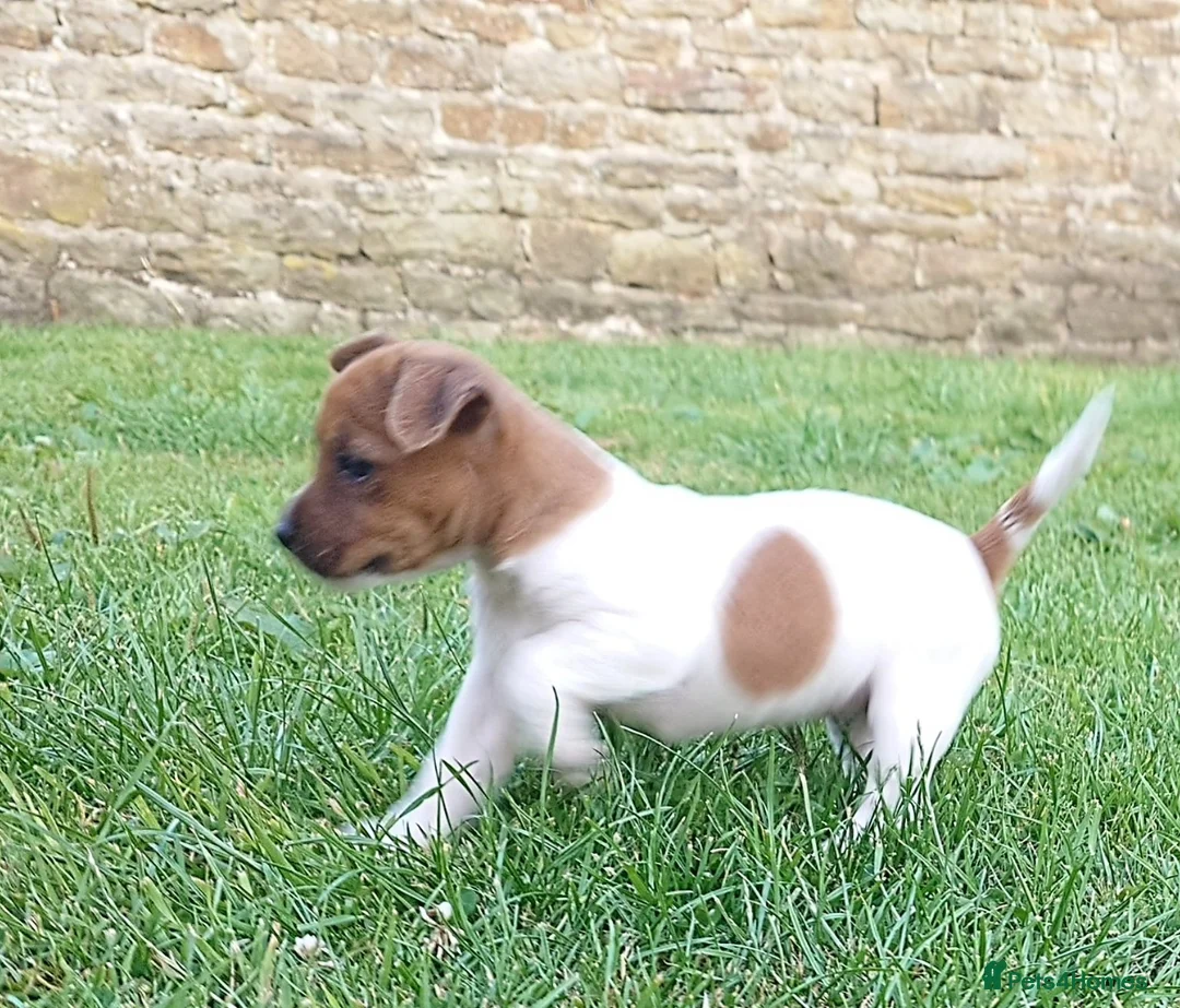 Jack Russell dogs for sale: ⭐ Jack Russell puppies ⭐ - Advert 2