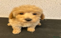 Toy Poodle dogs for sale: Stunning litter of toy poodle puppies  - Image 3